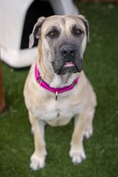 Cane Corso Dogs Available for Adoption in Gunnison, Colorado - Ghost | PetCurious