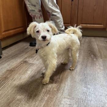 Cyrah -  Maltese Dog for Adoption - Cyrah | PetCurious