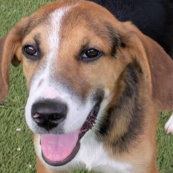 Casey 1 5120 -  Hound and Mixed Breed Dog for Adoption in Loxahatchee Groves, Florida - Casey 1 5120 | PetCurious