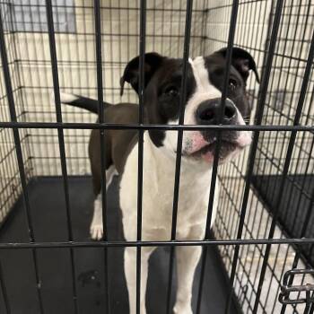 Mixed Breed Dogs Available for Adoption in Columbus, Georgia - 04/26/2026-2ndAvenue-Stray | PetCurious