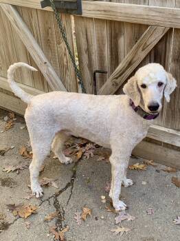 Rescue Standard Poodle Dogs for Adoption in Richmond, Virginia - Kenzo | PetCurious