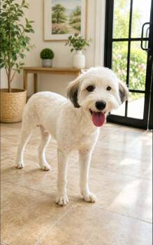 Austin -  Standard Poodle Dog for Adoption in Mcallen, Texas - Austin | PetCurious