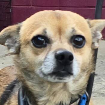 Tater Tot -  Chihuahua Dog for Adoption in Milledgeville, Georgia - Tater Tot | PetCurious