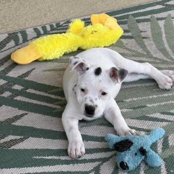 Terrier Dogs Available for Adoption in Palm Harbor, Florida - Kaelani | PetCurious