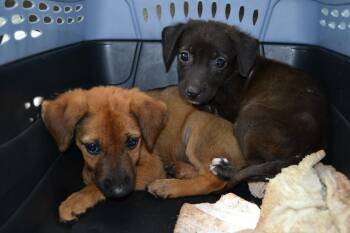 Shirley -  Mixed Breed Dog for Adoption in Jackson, Louisiana - Shirley | PetCurious