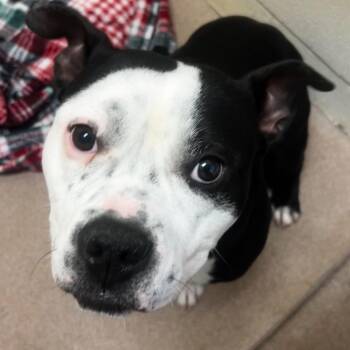 American Staffordshire Terrier Dogs Available for Adoption in Dallas, Texas - Stanely | PetCurious