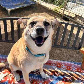 Nola -  Mixed Breed Dog for Adoption in Warren, Ohio - Nola | PetCurious