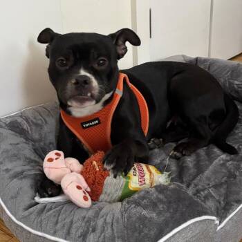 Bethany -  Mixed Breed Dog for Adoption in New York, New York - Bethany | PetCurious