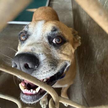 Boxer Dogs Available for Adoption in Austin, Texas - Byron | PetCurious