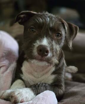 Peter -  American Staffordshire Terrier Dog for Adoption in Mooresville, North Carolina - Peter | PetCurious