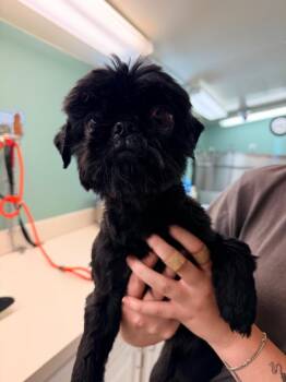 Cupcake -  Shih Tzu Dog for Adoption in Mineral, Virginia - Cupcake | PetCurious