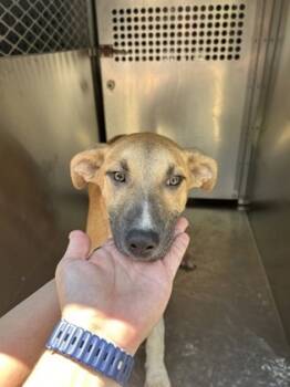 Rescue Mixed Breed Dogs for Adoption in Fort Worth, Texas - 59289796 | PetCurious