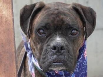 Gunny -  Boxer Dog for Adoption in Butte, Montana - Gunny | PetCurious