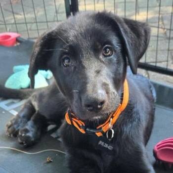 Buckeye -  Labrador Retriever and German Shepherd Dog Dog for Adoption in Concord, California - Buckeye | PetCurious