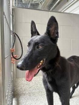 Graci -  Mixed Breed Dog for Adoption in Atlanta, Georgia - Graci | PetCurious
