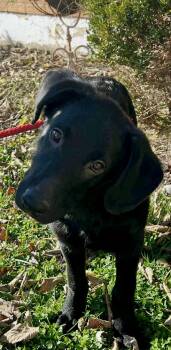 Rescue Labrador Retriever Dogs for Adoption in Lewisville, Indiana - Jack | PetCurious