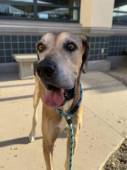 ALFRED -  Great Dane Dog for Adoption in Rancho Cucamonga, California - ALFRED | PetCurious