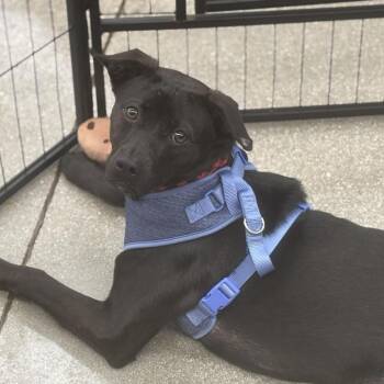 Rescue Mixed Breed Dogs for Adoption in Fort Lauderdale, Florida - Munchie | PetCurious