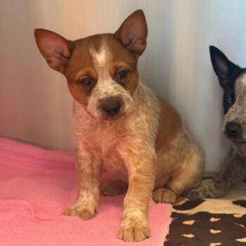 Ron -  Australian Cattle Dog Blue Heeler and Terrier Dog for Adoption in Bloomfield, Connecticut - Ron | PetCurious