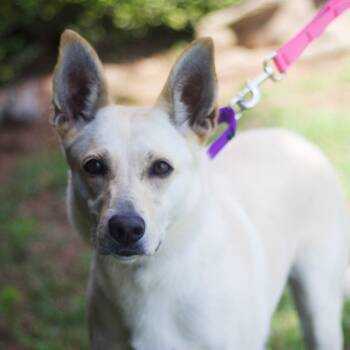 Rescue Mixed Breed Dogs for Adoption in Cumming, Georgia - Rita Lynn 21557 | PetCurious