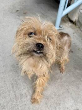 Griffin -  Yorkshire Terrier and Mixed Breed Dog for Adoption in New Orleans, Louisiana - Griffin | PetCurious