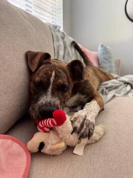 Hazel Rainbow Smiles -  Pit Bull Terrier and Staffordshire Bull Terrier Dog for Adoption in Friendswood, Texas - Hazel Rainbow Smiles | PetCurious