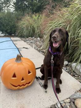 Rescue Chocolate Labrador Retriever Dogs for Adoption in Warrington, Pennsylvania - Cocoa | PetCurious