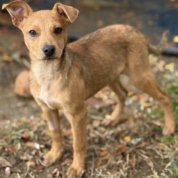 Rescue Terrier Dogs for Adoption in Amarillo, Texas - Marina | PetCurious