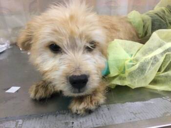Terrier and Mixed Breed Dogs Available for Adoption in Riverside, California - JOHNNY | PetCurious