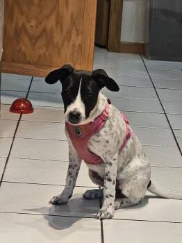 Rescue Pointer Dogs for Adoption in Monticello, Minnesota - Astrid | PetCurious
