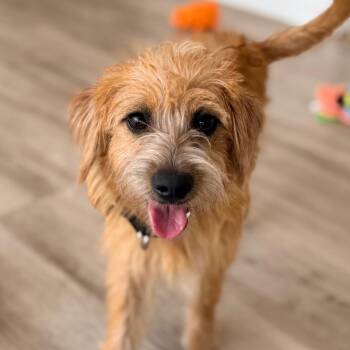 Hazel -  Wheaten Terrier and Mixed Breed Dog for Adoption in Green Bay, Wisconsin - Hazel | PetCurious