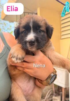 ELIA (out of town) -  Labrador Retriever and Shepherd Dog for Adoption in New York, New York - ELIA (out Of Town) | PetCurious