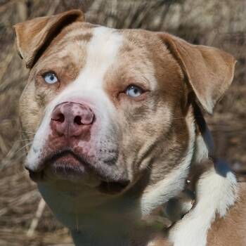 Pit Bull Terrier and Australian Shepherd Dogs Available for Adoption in South Elgin, Illinois - Tuba | PetCurious