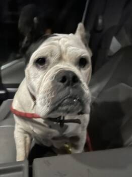 Rescue English Bulldog and Mixed Breed Dogs for Adoption in Atlanta, Georgia - Dorothy Ann | PetCurious