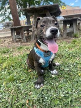 Terrier Dogs Available for Adoption in Candler, North Carolina - Finn | PetCurious