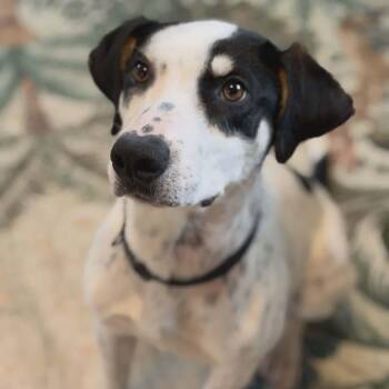 Jackson (AKA Jack) -  Catahoula Leopard Dog Dog for Adoption in Tacoma, Washington - Jackson (AKA Jack) | PetCurious