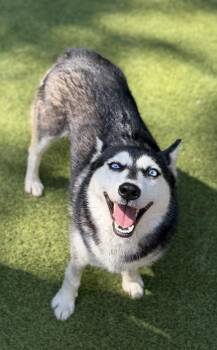 Ellie -  Husky Dog for Adoption in Sandy Springs, Georgia - Ellie | PetCurious