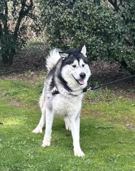 Tom Foolery -  Alaskan Malamute and Siberian Husky Dog for Adoption in Vancouver, Washington - Tom Foolery | PetCurious