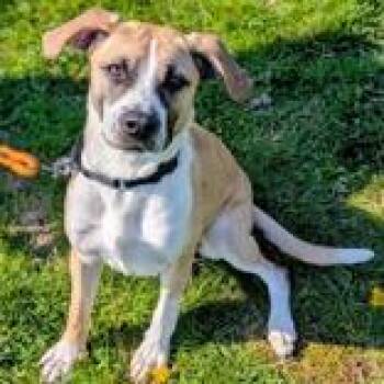 Mixed Breed Dogs Available for Adoption - Daisy | PetCurious