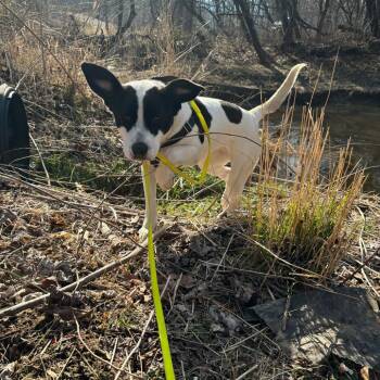 Mixed Breed Dogs Available for Adoption - Margot | PetCurious