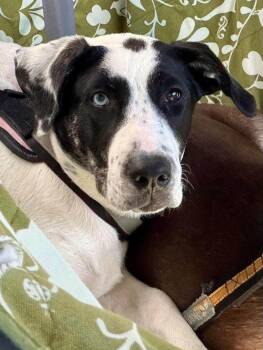 Flo -  Husky and Plott Hound Dog for Adoption in Boston, Massachusetts - Flo | PetCurious