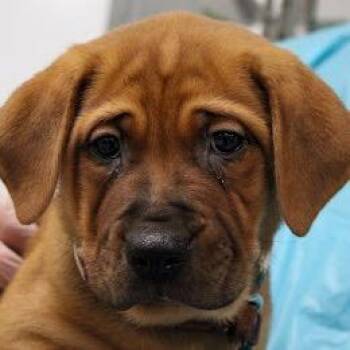 Mastiff and Boxer Dogs Available for Adoption in South Elgin, Illinois - Flan | PetCurious