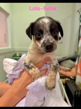 Lola-Belle -  Jack Russell Terrier Dog for Adoption in Semmes, Alabama - Lola-Belle | PetCurious