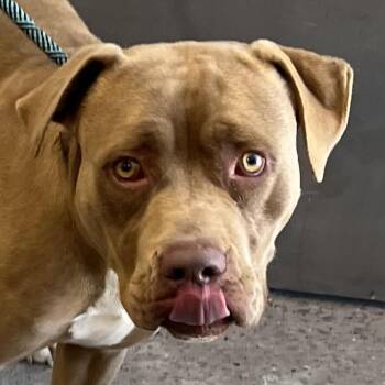 112406 -  Mixed Breed Dog for Adoption in Las Cruces, New Mexico - 112406 | PetCurious