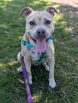 Mixed Breed Dogs Available for Adoption in Huntsville, Alabama - Arya | PetCurious