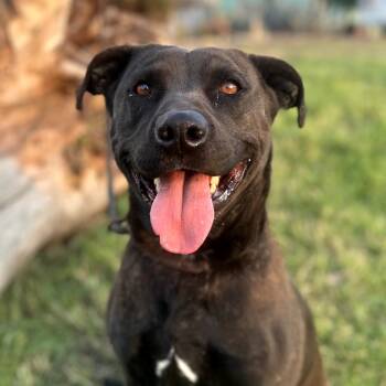 Rescue American Staffordshire Terrier and Mixed Breed Dogs for Adoption in San Diego, California - Anaya | PetCurious