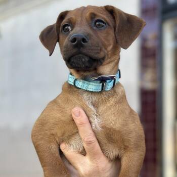 Blue -  Mixed Breed Dog for Adoption in San Francisco, California - Blue | PetCurious