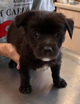 Pomeranian Dogs Available for Adoption - Buster | PetCurious