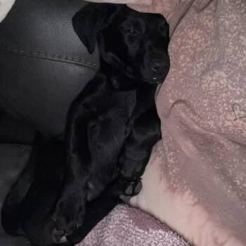 German Shepherd Dog and Mixed Breed Dogs Available for Adoption in Duncan, Oklahoma - Delsey | PetCurious