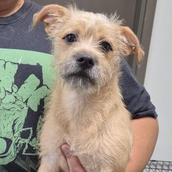 Sketti-O -  Terrier and Mixed Breed Dog for Adoption in Cleveland, Mississippi - Sketti-O | PetCurious